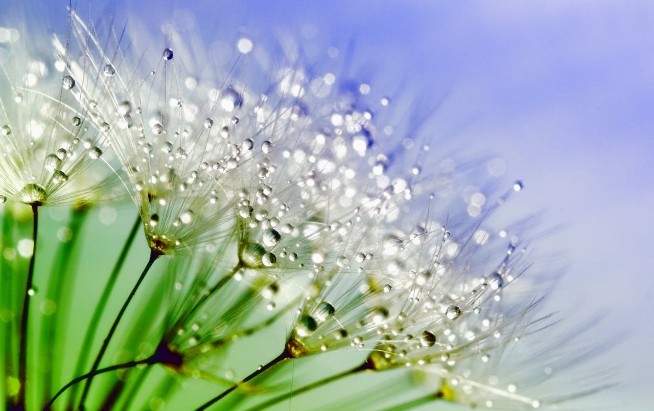 Beautiful macro shot of dandelion seeds with sparkling dewdrops, capturing nature's delicate beauty with a vivid background.